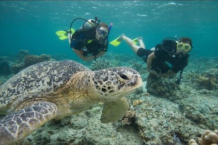 Rincón Shore Dive | No Boat, No Seasickness | Expert Guides