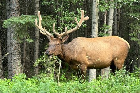 Banff Shuttle to Moraine Lake and Lake Louise | 6 Hours Tour