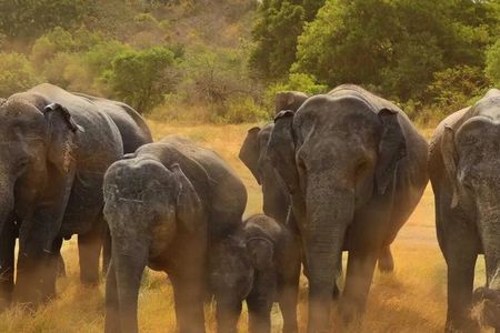 Minneriya National Park Safaris