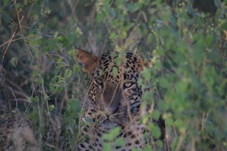 Yala Safari Full Day Safari Tour