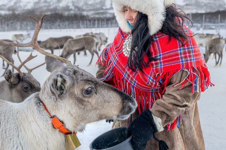 Reindeer Feeding & Sámi Culture Afternoon Departure