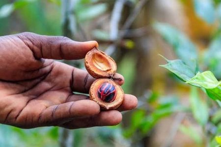 Zanzibar; Stonetwon, Prison Island and Spice Farm Tour