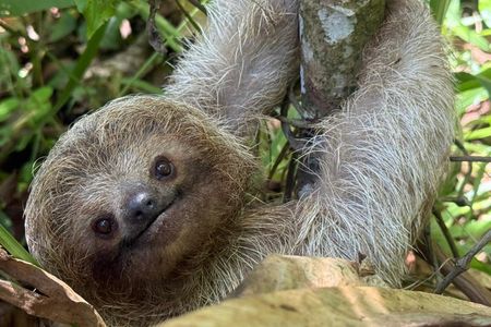 Sloth Wildlife Tour Guanacaste Waterfall Hanging Bridges Nature