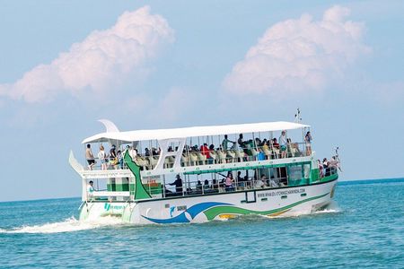 Whales and Dolphins Watching-Luxury Super Grade Cruiser(Hotel Pick up offered)