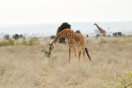 Half Day Nairobi National Park Wildlife Safari Experience