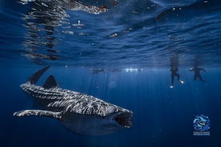 Snorkel with Giants at Ningaloo Reef
