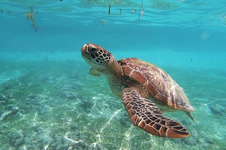 Coral Reef Snorkel Tour with Marine Biologists Videos Included