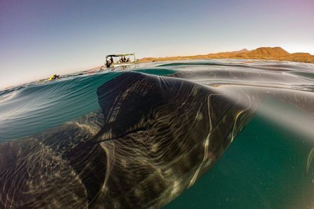 Whale Sharks & Sea Lions Snorkeling Picnic at Balandra Beach