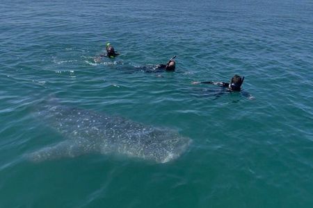 Swim with the whale shark in La Paz, Mexico