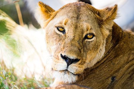 Classic Tanzania Safari 7 Days 6 Nights Private Safari