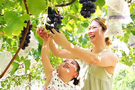Yokabus Fukuoka Hiyoko Sweets Factory & Seasonal Fruit Picking