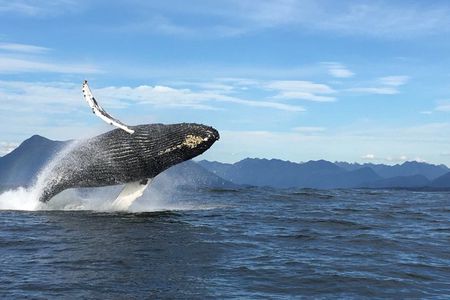Tofino Whale Watching Adventure: Gray, Humpback and Orcas