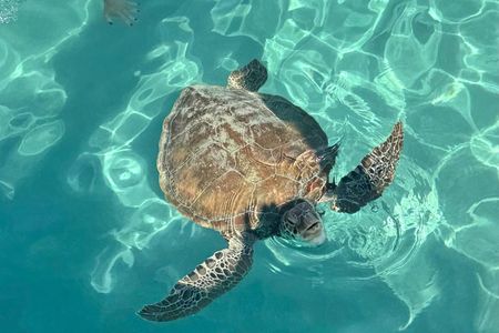 Turtle encounter, Hidden cave and Beach Tour