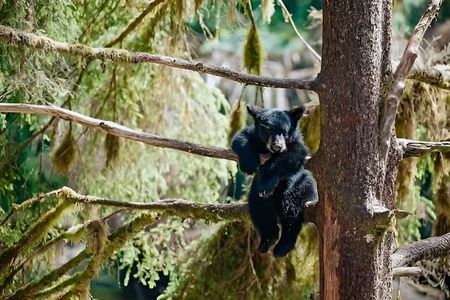 Ketchikan Black Bear Express