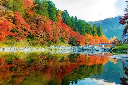 From Nagoya: Discover Aichi — Korankei, Miso, & Inari Shrine