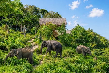 Phuket Elephant Observation Walk with Hotel Transfer