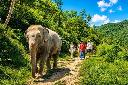 Phuket Elephant Observation Experience with Lunch & Transfer