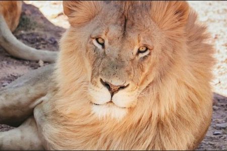 Full-Day Safari at Aquila Private Nature Reserve from Cape Town