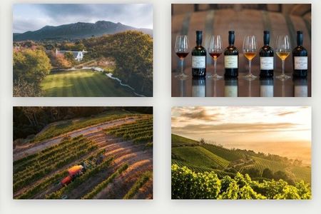 Cape Town Wildlife and Wine Tour Giraffes, Cheetahs, and Tastings