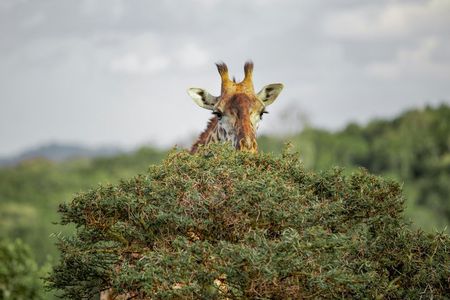 4 Days Group Camping Safari Tour