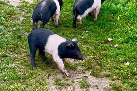 Visit to the Farm with Tasting of Cold cuts and bruschetta