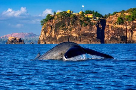 Trincomalee: Whales Watching and Navy Island Snorkeling Tour