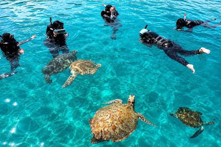 Redang Island Snorkeling Day Trip Experience
