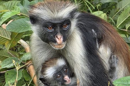 Zanzibar Dolphin Tour, Jozani Forest & Salaam Cave with Transfer