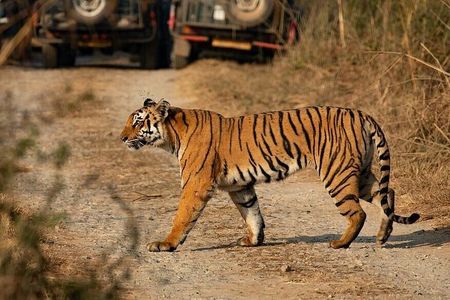 Amrabad Tiger Reserve and Wild Life Tour from Hyderabad