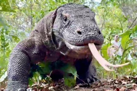 Komodo Island One Day Trip from Bali with Flight and Private Boat