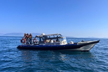 VIP Private hire bespoke Dingle Sea Safari rib tour