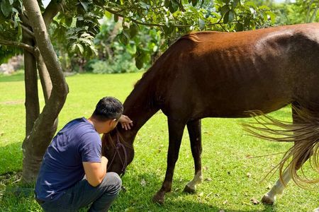 Taste the Real Peru: Live Cooking, Paso Horses & Farm Life