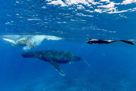Bora Bora Whale Watching