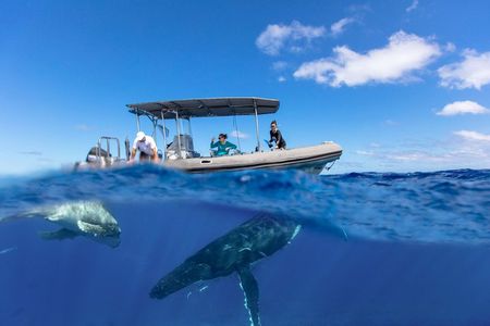 Bora Bora Whale Watching