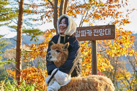 Alpaca World, Railbike and opt Garden of Morning Calm from Seoul
