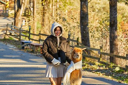 Alpaca World, Railbike and opt Garden of Morning Calm from Seoul