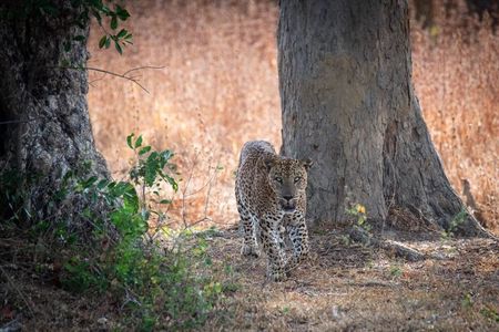 Private Jeep Safaris Tour in Yala National Park