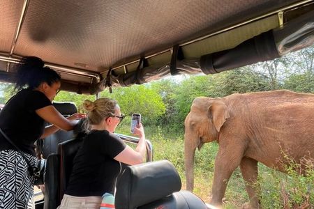 Udawalawe National Park - Half Day Safari Tour