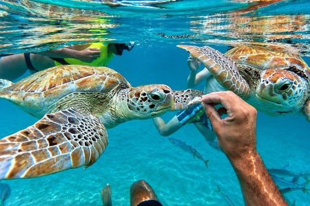 Wild Turtles & Shipwreck Snorkeling Cruise Experience In Barbados