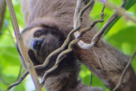 Ancon Hill Walking Tour: Sloths, Wildlife & Panama City Views