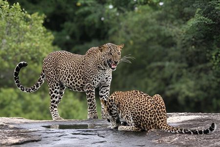 Full Day Yala National Park Safari 12H Private Tour Sri Lanka