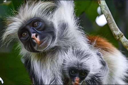 Jozani Forest ,Kuza Cave,Paje beach&the Rock Private Tour