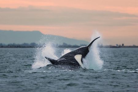 Victoria Sunset Zodiac Boat Whale Watching Adventure