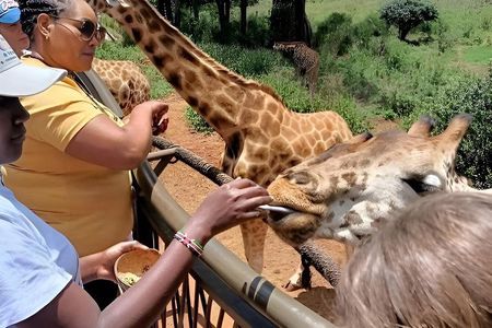 Giraffe Feeding And Kobe Beads Factory Experience