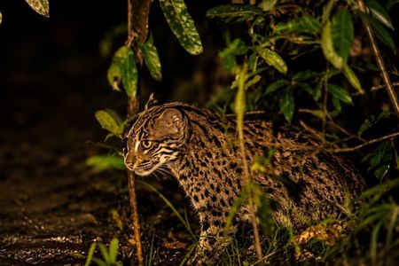 Private Night Safari in Sigiriya: Spot Fishing Cats, Lorises