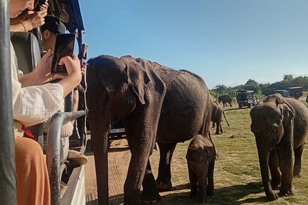 Private Transfer from Mirissa, Weligama to Ella Udawalawe Safari