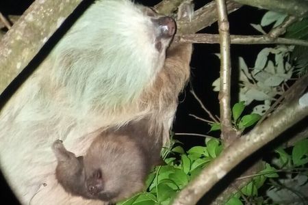 Small-Group Night Tour in Monteverde’s Cloud Forest