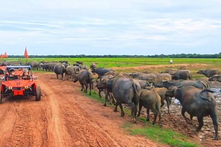 Cambodia Buggy – Ride the Real Cambodia