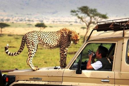 Fly-in Full Day Safari to Mikumi National Park from Zanzibar