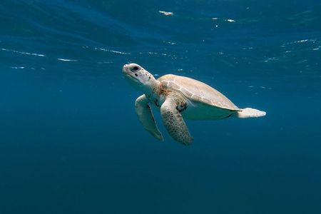 Tres Trapi Turtle Tour Aruba - Private + FREE Videos & Photos